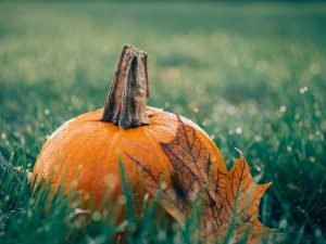‘Fall’ into the season with these festive events