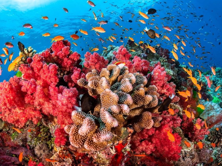 https%3A%2F%2Fwww.nationalgeographic.com%2Fscience%2Farticle%2Fscientists-work-to-save-coral-reefs-climate-change-marine-parks+