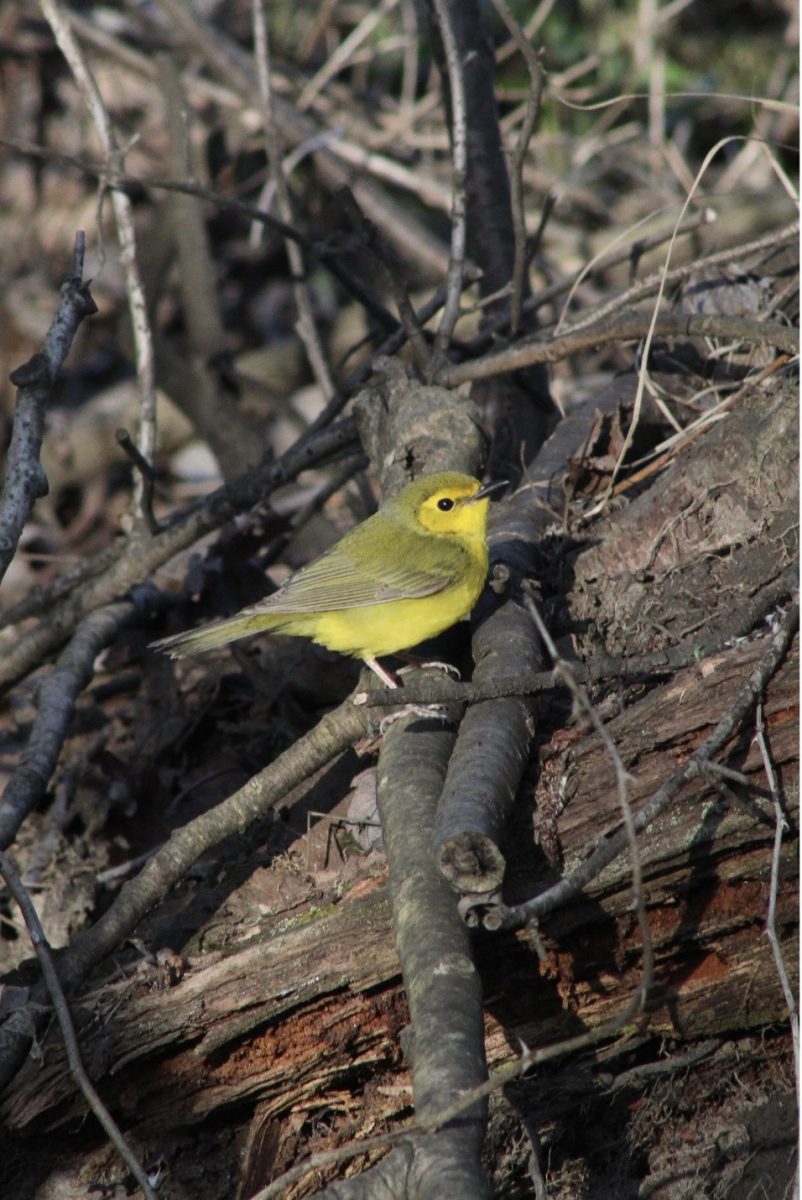 A bright Yellow Warber standing in the sunlight among the tangle of grey sticks.