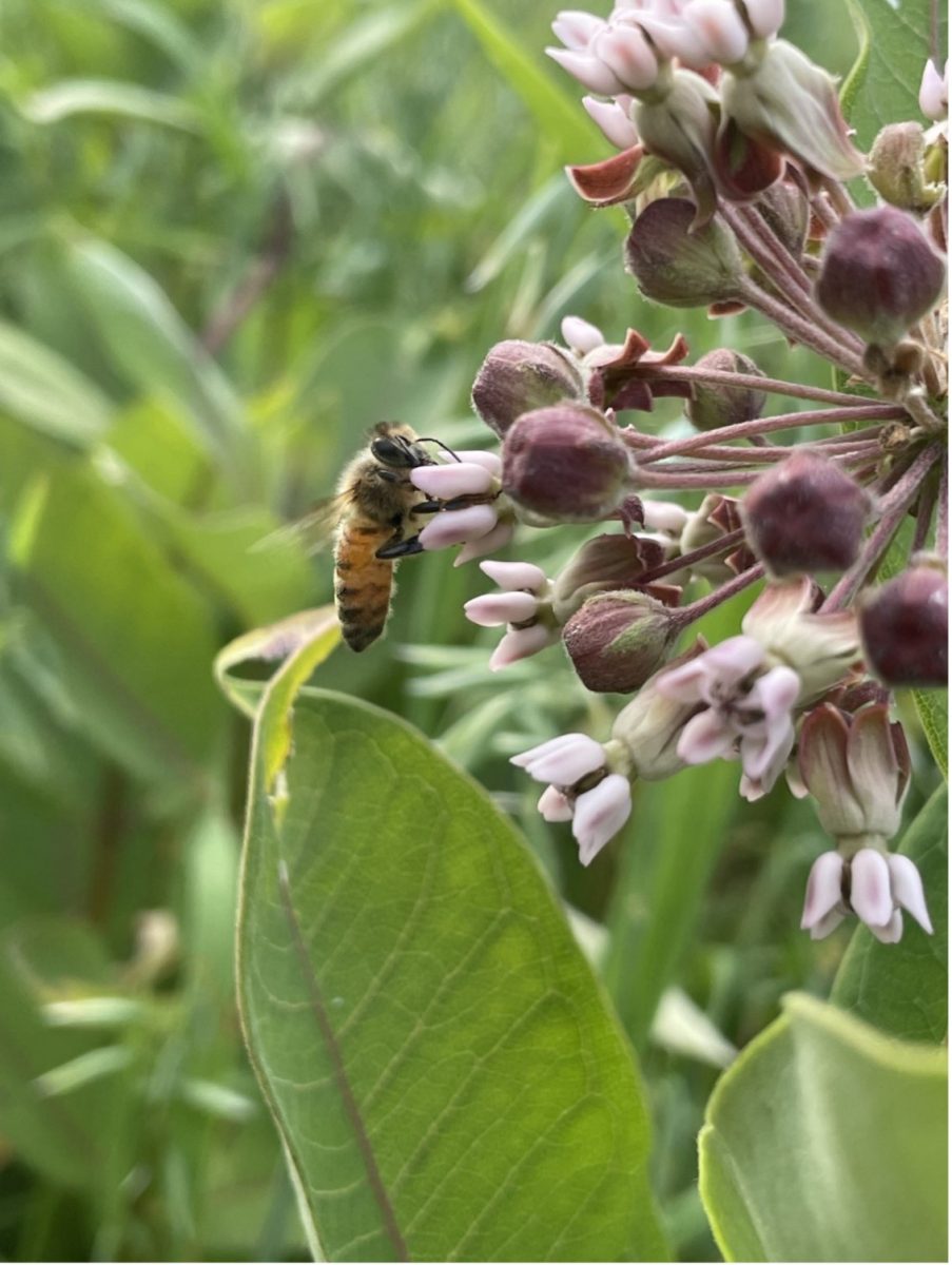 Common Milkweed
A busy bee probing for nectar from a Common Milkweed flower. Milkweed leaves are toxic to many animals but are a necessary food source for Monarch Butterflies as they store the toxin as a defense against predators. 

