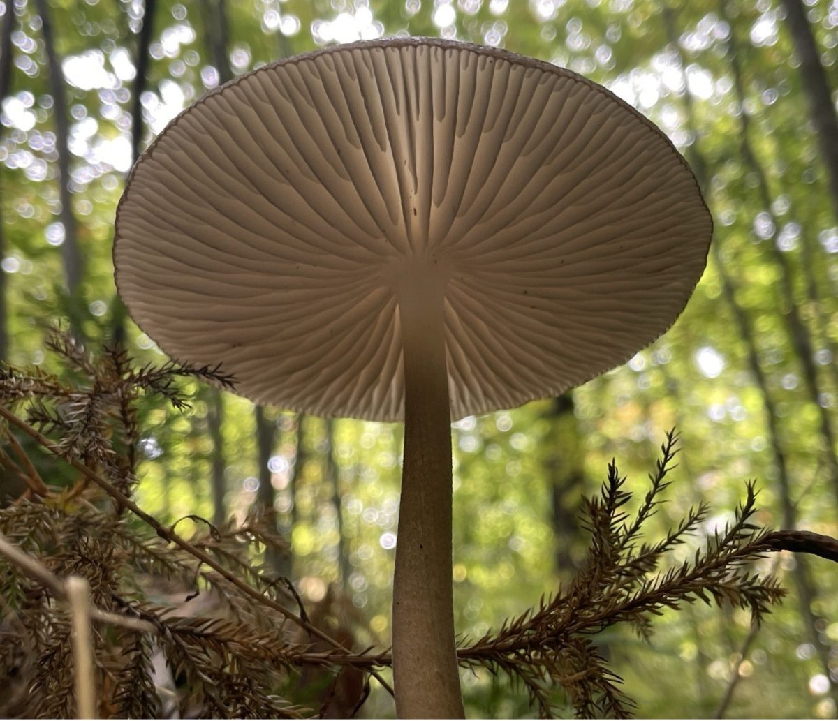 Dark radiating gills from a Beech Rooter mushroom contrast against the glowing cap caused by rays of light that shining through the forest canopy. 