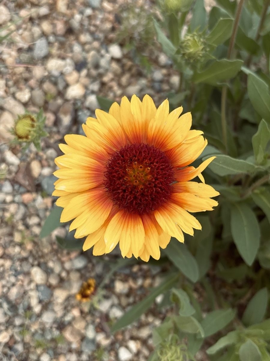 Desert Blooms