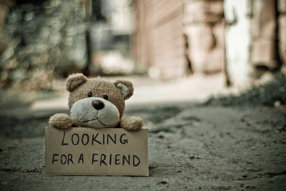 Stuffed animal holding a sign that says ‘looking for a friend’(photo/pexels.com)