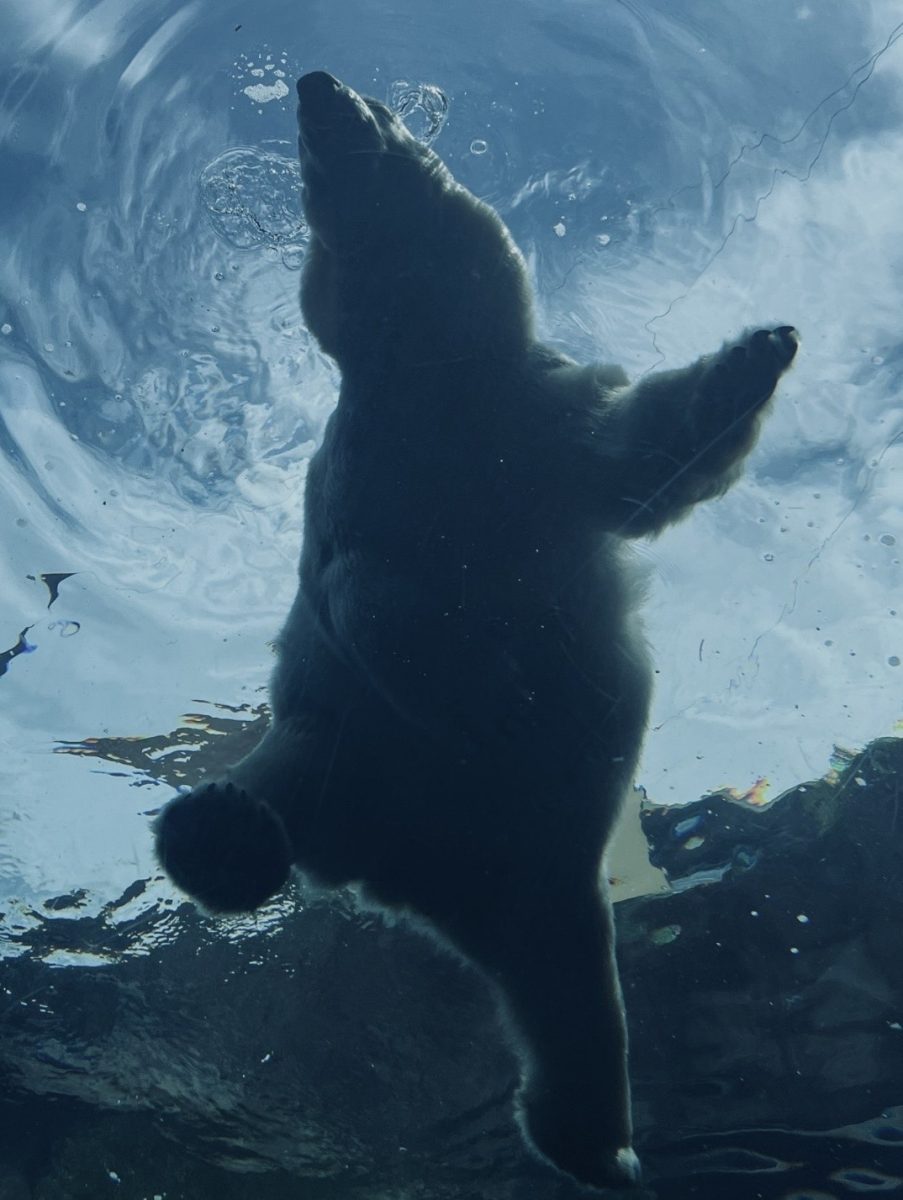 Bear-ble Pittsburgh: The clumsy figure of a furry polar bear swimming in blue water of the Pittsburgh Zoo. The bear blows bubbles that cause ripples on the surface of the water