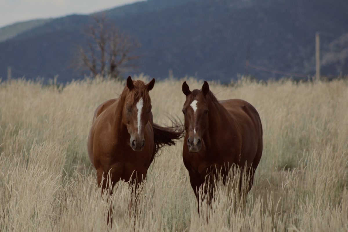 A cowboy's best friend: A pair of chestnut horses swatting off flies in a wheat field.