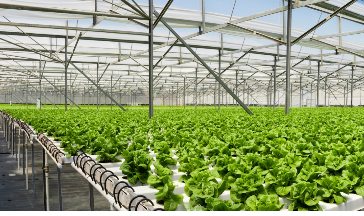 Advancements in Indoor Farming. (Photo/Hydro Produce)