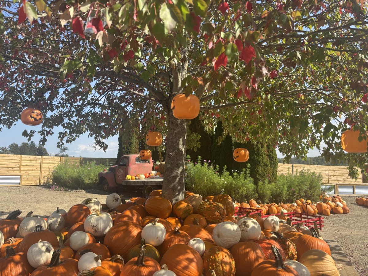 A large tree with Halloween baskets ready to be filled with candy.