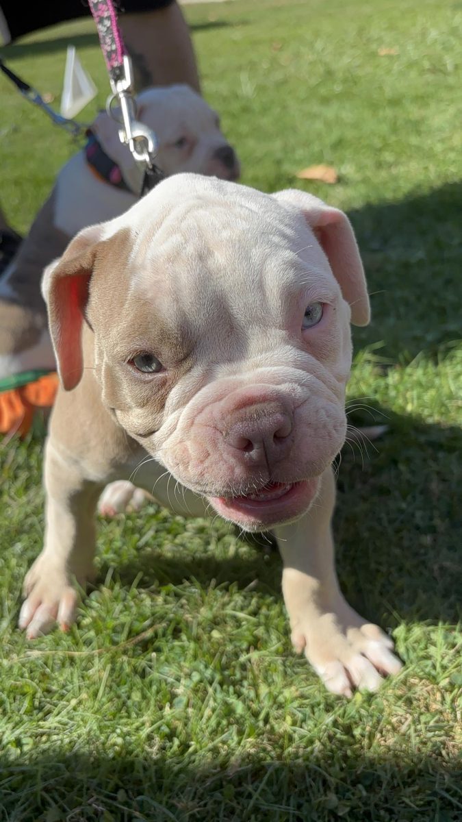 These two bulldog puppies were adorable in their matching dresses, catching everyone’s eye.